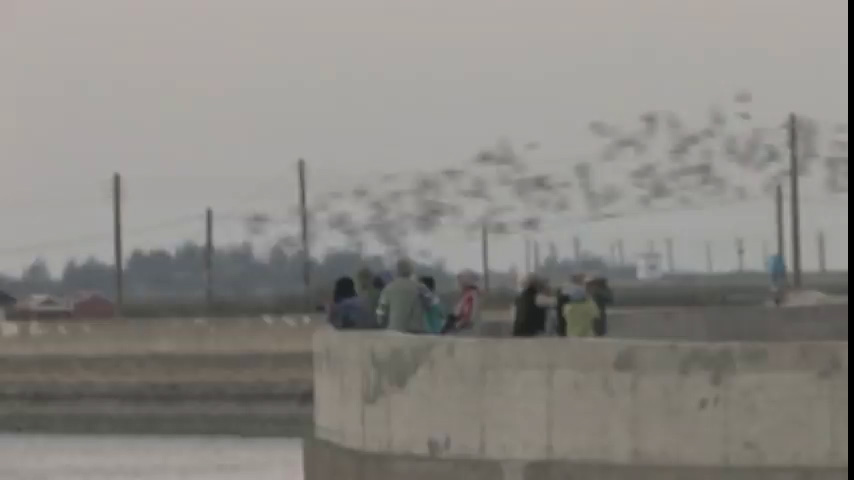 (2012版)黑腹燕鷗北門行